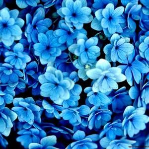 Meet your Posher, Deanna